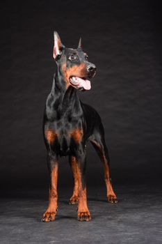 Doberman Pinscher portrait on black. Studio shot of female dog.