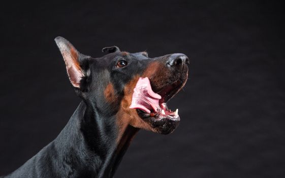 Doberman dog portrait on black background