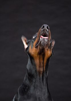 Doberman Pinscher portrait on black. Studio shot of female dog.