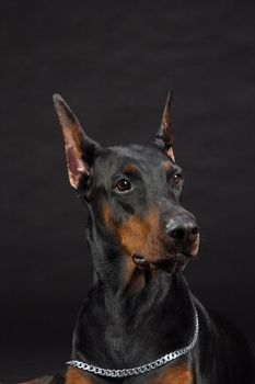 Doberman Pinscher portrait on black. Studio shot of female dog.
