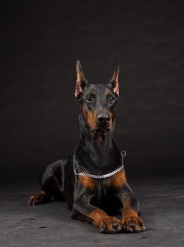 Doberman Pinscher portrait on black. Studio shot of female dog.