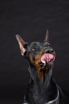 Doberman Pinscher portrait on black. Studio shot of female dog.