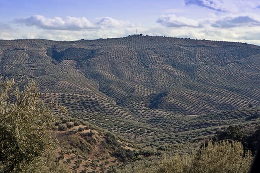 Ecological cultivation of olive trees in the province of Jaen, Spain