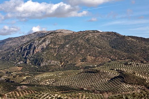 Ecological cultivation of olive trees in the province of Jaen, Spain