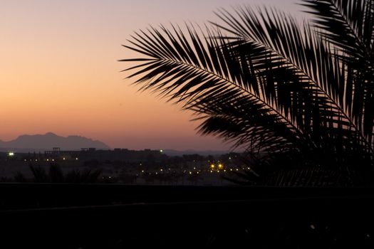 sunset in egypt with palm tree in the foreground 