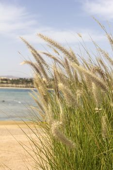 plants on a beach with sea in marsa alam 