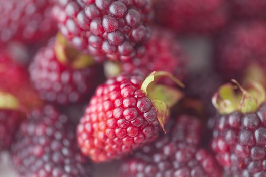  blackberries on plate on checkered fabric