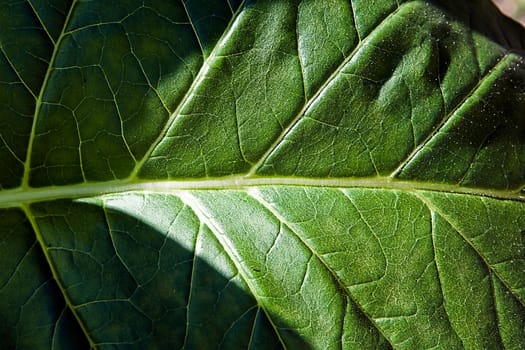 Tobacco leafs at a plantation