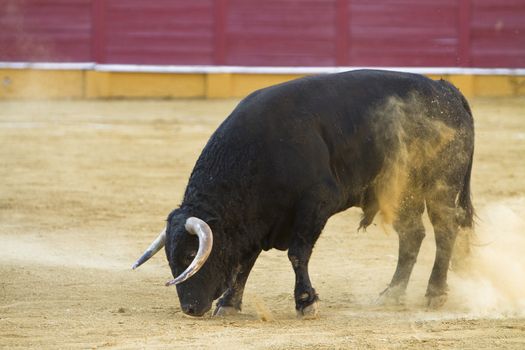 Capture of the figure of a brave bull in a bullfight, Spain