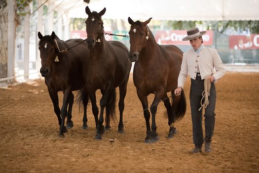 Equestrian test functionality with 3 pure Spanish horses, also called cobras 3 Mares, Spain