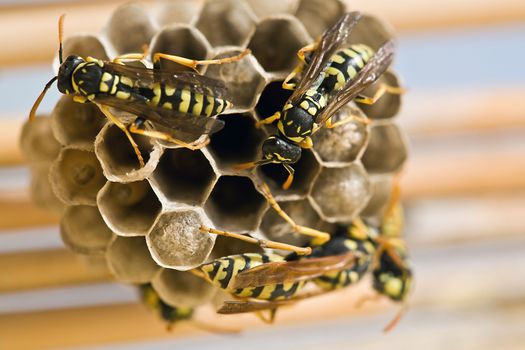 Adult yellow jacket wasps and larvae on a large nest, Spain