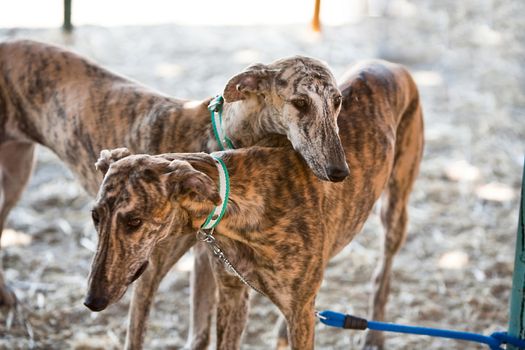 The Greyhound is a breed of dog native of Spain, so it is also known as Spanish galgo.