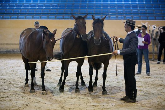 Equestrian test functionality with 3 pure Spanish horses, also called cobras 3 Mares, Spain