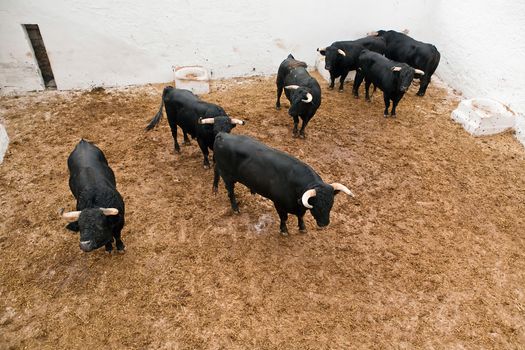 Spanish brave fight bulls in the stable, Spain