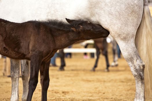 sucking his mother's horse breeding