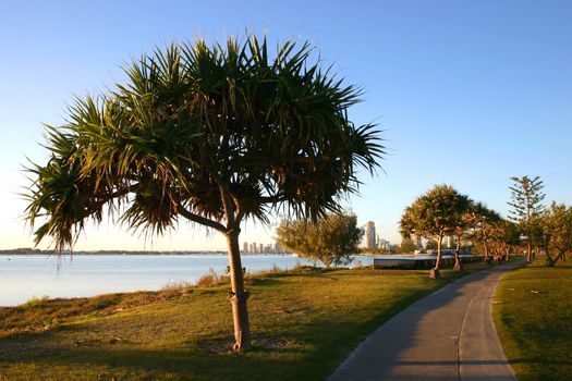 Walking path by the water lined with pandanus trees.