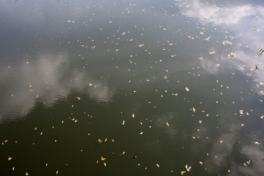 River surface with clouds and dry orazheiem small leaves on the surface