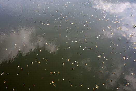 River surface with clouds and dry orazheiem small leaves on the surface