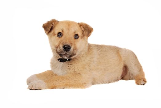 A tan coloured puppy on white.