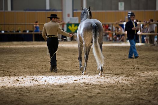 Equestrian test of morphology to pure Spanish horses, Spain