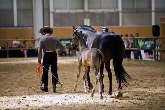 Equestrian test of morphology to pure Spanish horses, Spain