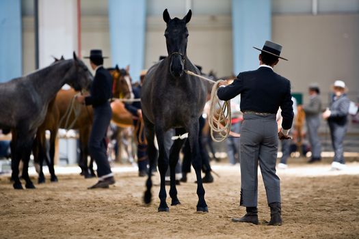 Equestrian test of morphology to pure Spanish horses, Spain