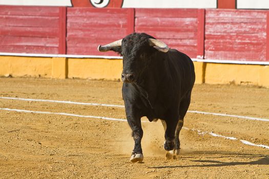 Capture of the figure of a brave bull in a bullfight, Spain