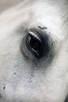 Detail of the head of a purebred Spanish horse