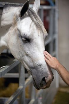 Detail of the head of a purebred Spanish horse