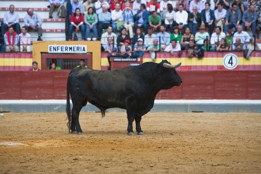 Capture of the figure of a brave bull in a bullfight, Spain