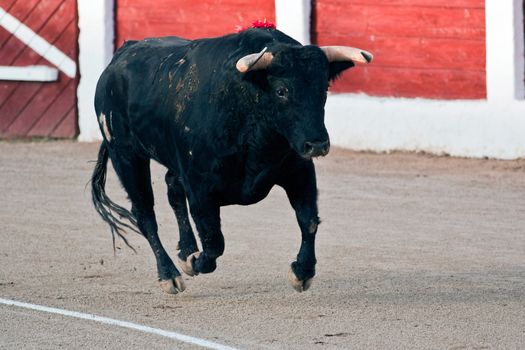 Capture of the figure of a brave bull in a bullfight, Spain