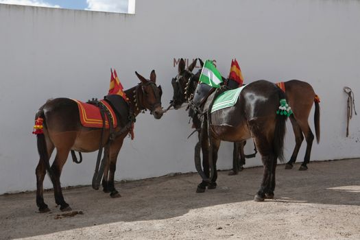 Dragging mules in the courtyard of horses of the bullring of Pozoblanco, province of Cordoba, Spain