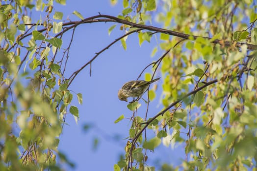 Image is shot when the bird is about to eat seeds in a deciduous tree in a forest called Remmen-forest located in Halden, Norway.