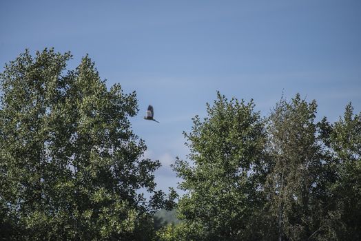 Image is shot from a boat in the Rj��r-river in Torpe-valley, (in Norwegian: Torpedalen), Norway