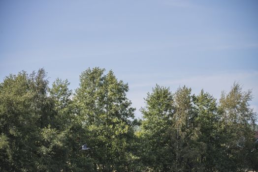 Image is shot from a boat in the Rj��r-river in Torpe-valley, (in Norwegian: Torpedalen), Norway