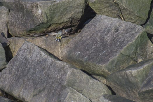 Image is shot by Tista river in Halden, Norway.
