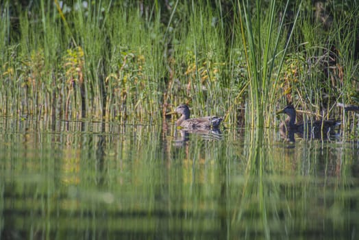 Image is shot from a boat in the Rj��r-river in Torpe-valley, (in Norwegian: Torpedalen), Norway