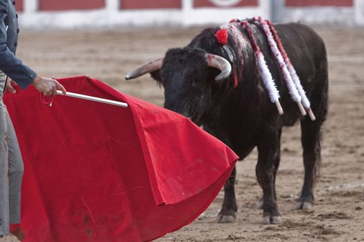 Bullfighter with the Cape in the Bullfight, Spain