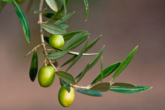 green olives on branch with leaves, Jaen, Spain