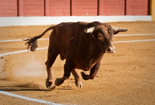 Capture of the figure of a brave bull in a bullfight, Spain
