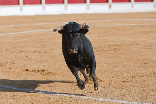 Capture of the figure of a brave bull in a bullfight, Spain