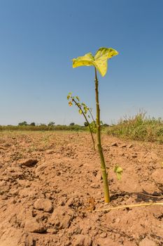 A growing Jatropha seedling planted arid dry lands of West Africa