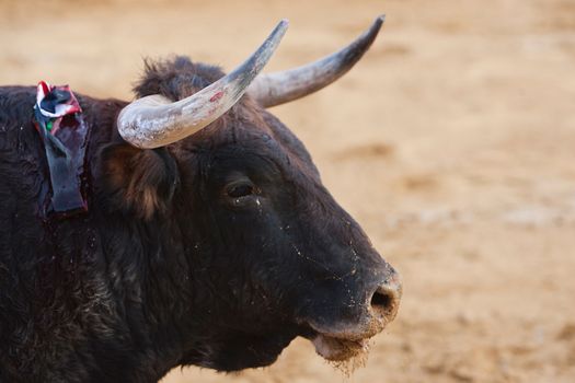 Capture of the figure of a brave bull in a bullfight, Spain