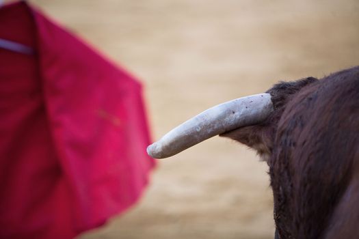 Detail of the head and the horns of a bull in a bullfight, Spain