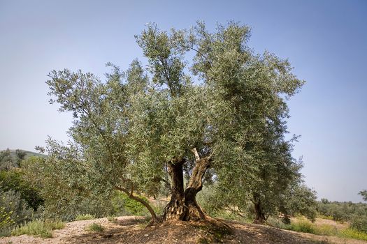 Olive tree from the picual variety near Jaen, Spain
