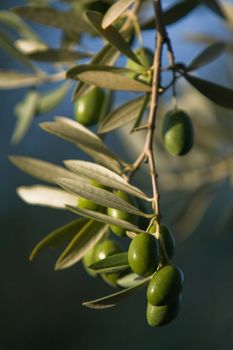 green olives on branch with leaves, Jaen, Spain