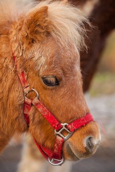 Detail of beautiful very young horse