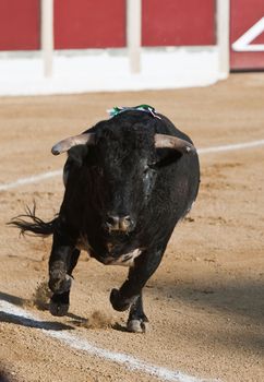 Capture of the figure of a brave bull in a bullfight, Spain