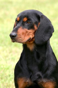 Portrait of black Swiss Hound