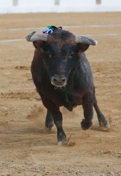 Capture of the figure of a brave bull in a bullfight, Spain